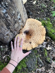 Cerioporus squamosus