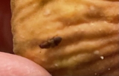 Carpophilus hemipterus