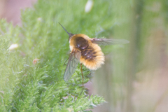 Systoechus candidulus