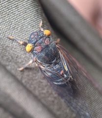 Lemuriana apicalis