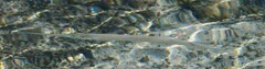 Hyporhamphus affinis