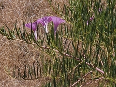 Ipomoea leptophylla