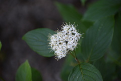 Cornus