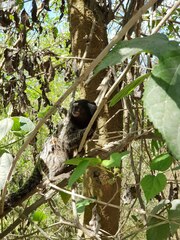 Callithrix jacchus × penicillata