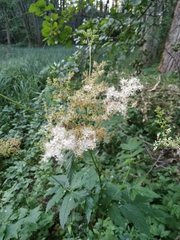 Filipendula ulmaria