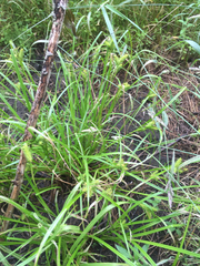 Carex retrorsa