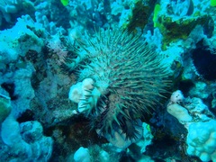 Acanthaster planci