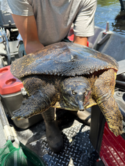 Apalone spinifera aspera