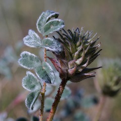 Dalea lachnostachys