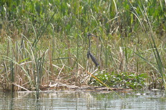 Egretta tricolor
