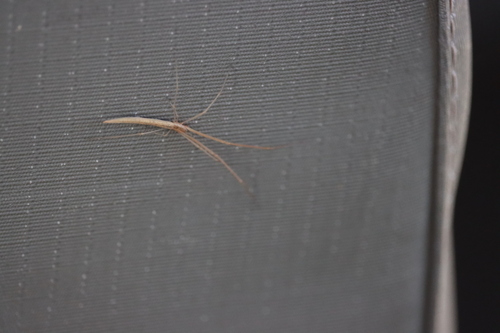 Tetragnatha isidis