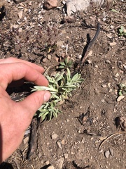 Eriogonum spectabile