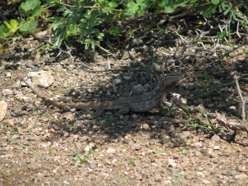 Cnemidophorus murinus