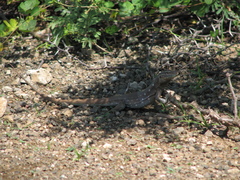 Cnemidophorus murinus