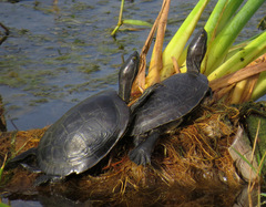 Trachemys stejnegeri