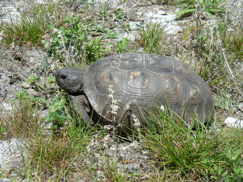 Gopherus polyphemus