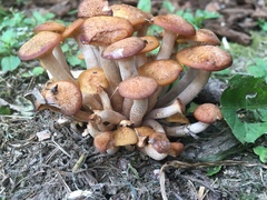 Desarmillaria caespitosa image
