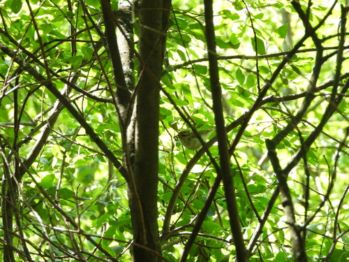 Greenish Warbler (Phylloscopus trochiloides), photo 7