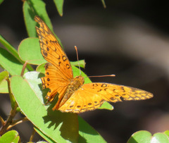 Euptoieta hegesia watsoni