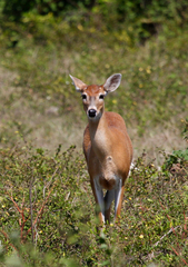 Odocoileus virginianus gymnotis