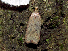 Dichomeris ventrellus