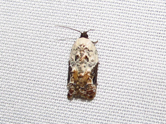 Acleris nivisellana