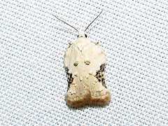 Acleris subnivana