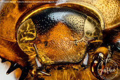 Cyclocephala fulgurata