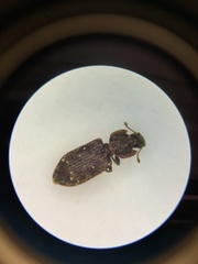 Namunaria pacifica
