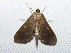 Herpetogramma sphingealis