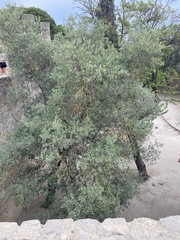Olea europaea
