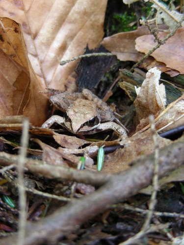 Lithobates sylvaticus