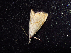 Haimbachia placidellus