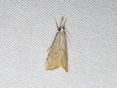 Haimbachia placidellus