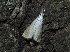 Haimbachia placidellus