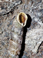 Laciniaria plicata