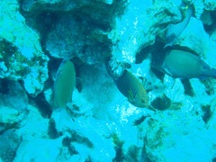 Centropyge potteri