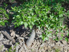 Bursera schlechtendalii