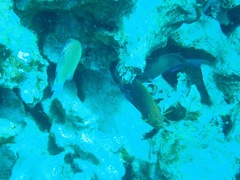 Centropyge potteri