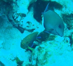 Centropyge potteri