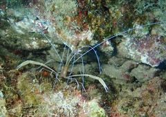 Stenopus pyrsonotus