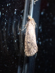 Acrolophus propinqua