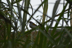 Arremon flavirostris