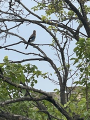 Garrulus glandarius