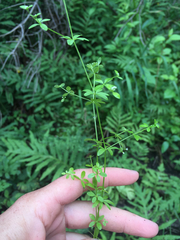 Galium tinctorium