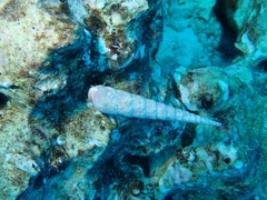 Terebra