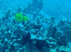 Ctenochaetus strigosus