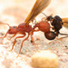 Trachymyrmex - Photo (c) Mason S., some rights reserved (CC BY-NC), uploaded by Mason S.