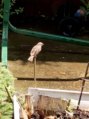 Passer domesticus