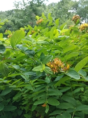 Hypericum przewalskii